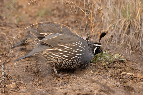 A pair of California Quail forage for bugs and seeds and new green leaves in the early morning light of a cold February morning in Boise Idaho USA. 