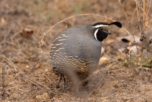 A male California Quail with his feathers puffed up on a cold winter morning scratches in the leaf litter while hunting for insects and seeds in a nature preserve in Boise Idaho USA. 