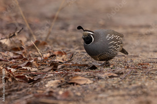 Eye level view of a California Quail foraging among fallen leaves left over from autumn in the soft light of a cold winter morning at a nature reserve in Boise Idaho USA.