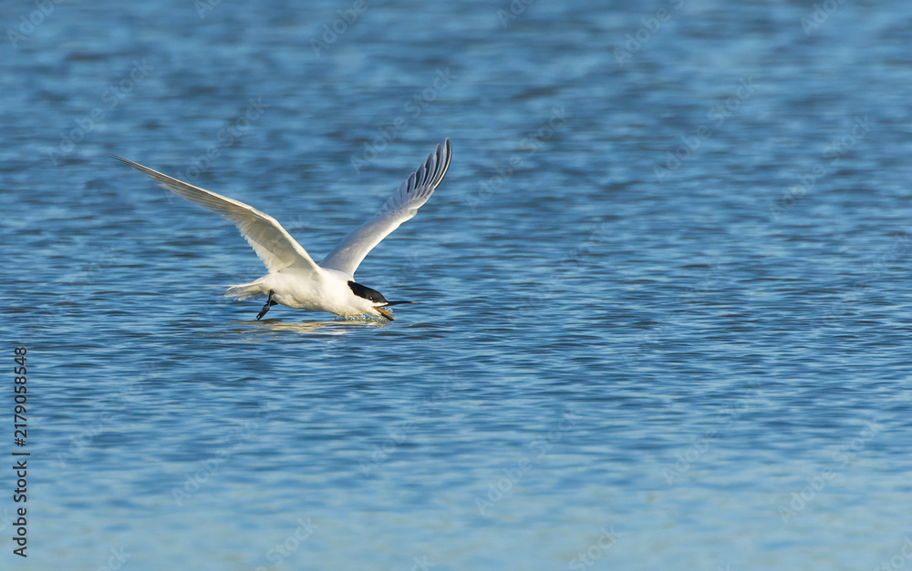 Fototapeta premium Sandwich Tern, Thalasseus sandvicensis