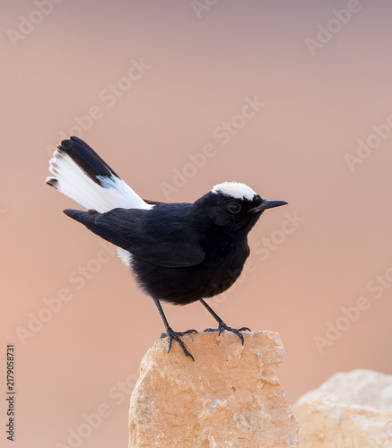 Canvastavla White-crowned Wheatear, Oenanthe leucopyga