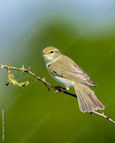 Willow Warbler, Phylloscopus trochilus