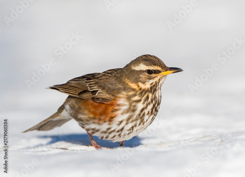 Fotografía Redwing, Turdus iliacus