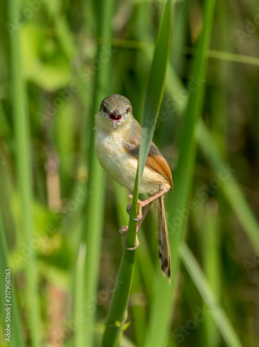 Foto Ashy Prinia, Prinia socialis