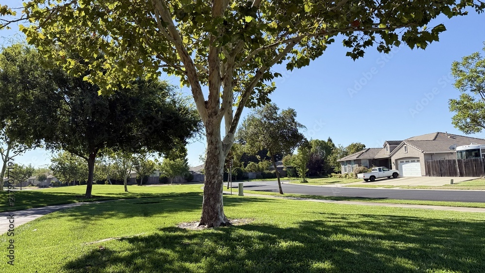 Obraz premium A summer landscape photo of a single-story American ranch neighborhood featuring a shaded sidewalk under lush trees, sunny street, manicured lawns, rooftops, and blue sky. Peaceful suburban vibe.