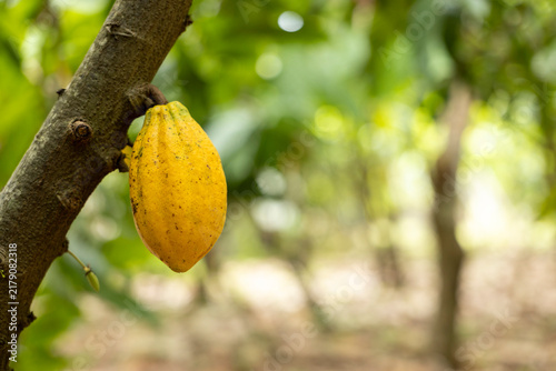 Cacao Tree (Theobroma cacao). Organic cocoa fruit pods in nature.