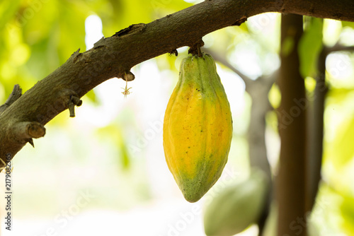 Cacao Tree (Theobroma cacao). Organic cocoa fruit pods in nature.