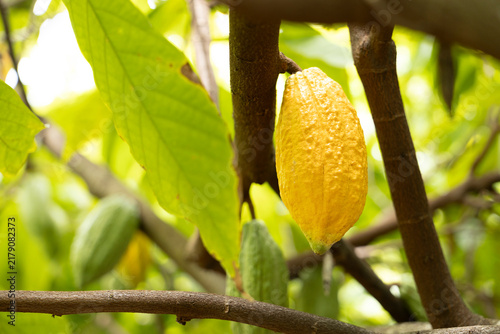 Cacao Tree (Theobroma cacao). Organic cocoa fruit pods in nature.