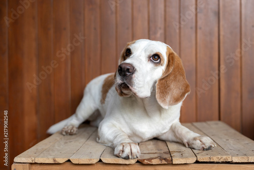 small cute beagle puppy dog looking up
