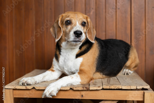 small cute beagle puppy dog looking up