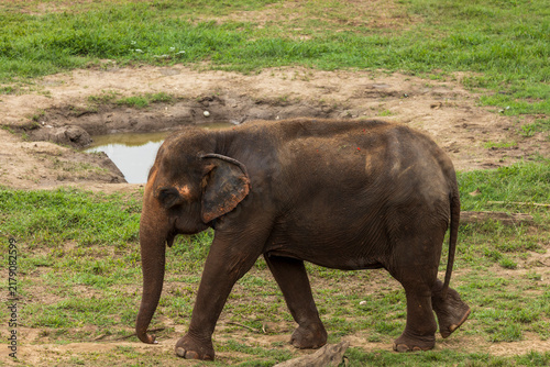 Asian Elephant in a nature at deep forest in Thailand