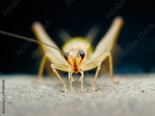 Картината върху платно Bush cricket on the wood