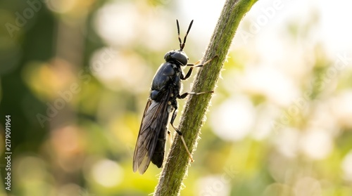Black Soldier Fly Climbing Plant Stem Vertically Outdoor Macro Photography