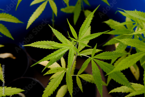 Quadro su tela Close-up photo of young cannabis (marijuana) growing inside a blue basket in the