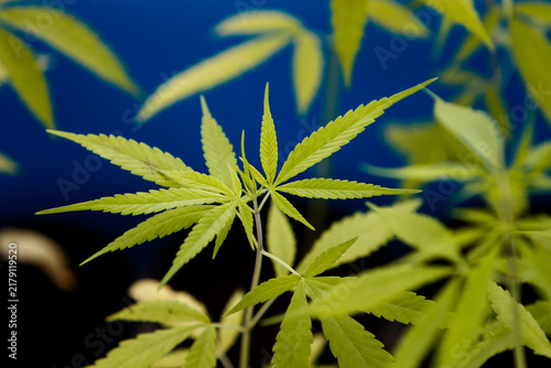 Konstfotografi Close-up photo of young cannabis (marijuana) growing inside a blue basket in the