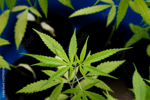Foto Close-up photo of young cannabis (marijuana) growing inside a blue basket in the
