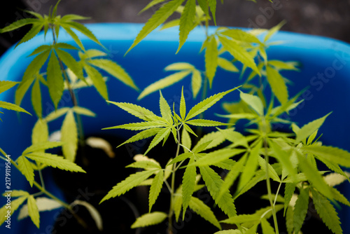 Canvastavla Close-up photo of young cannabis (marijuana) growing inside a blue basket in the