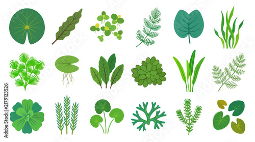 Flat Design Aquatic Plants Vector Set, Water Flora Illustrations