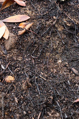Ground covered with ash and roots after a fire in a forest area during the daytime hours
