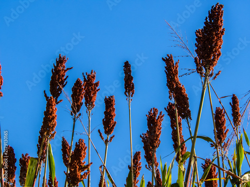 Fotografie Low angle view of ripe red sorghum panicles growing in an agricultural field against a clear blue sky background