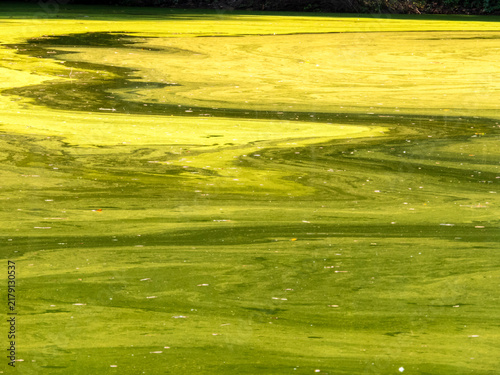 Quadro su tela Green algae bloom on water surface in lake