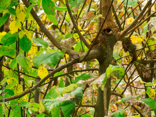 Foto Shady branches with autumn foliage