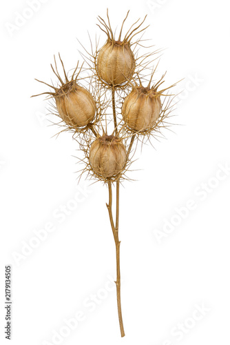 Fotografie Four dried Nigella damascena seed pods with spiky bracts on a single stem, isola