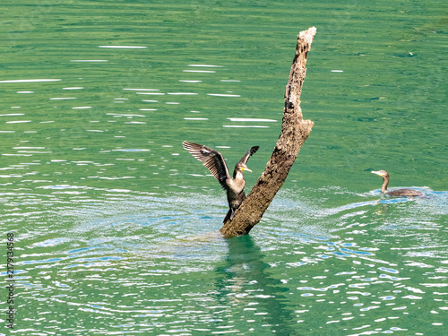 水遊びするカワウ