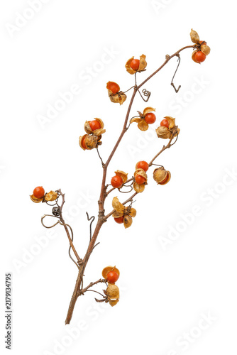 Bild auf Leinwand Dried bittersweet vine branch with vibrant orange berries and open husks is isol