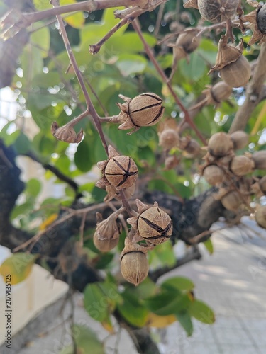 Fotografie A close-up shot shows several dried seed pods hanging from branches of a tree