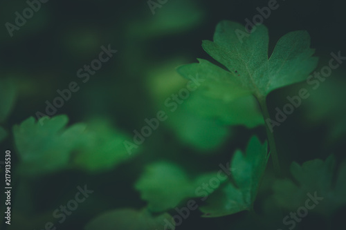 Lush Green Leaves Representing Nature and Conservation Efforts