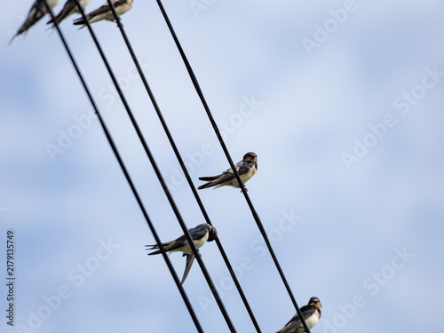 燕と電線