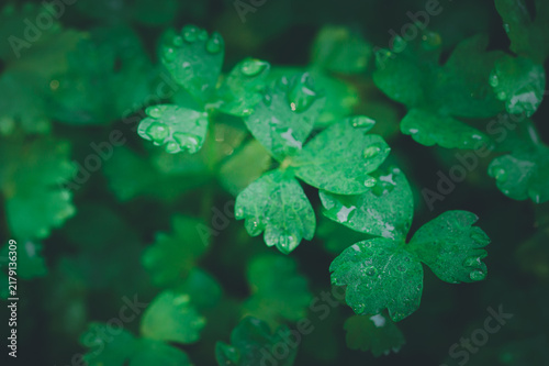 Lush Green Leaves with Water Droplets in Nature Conservation Scene