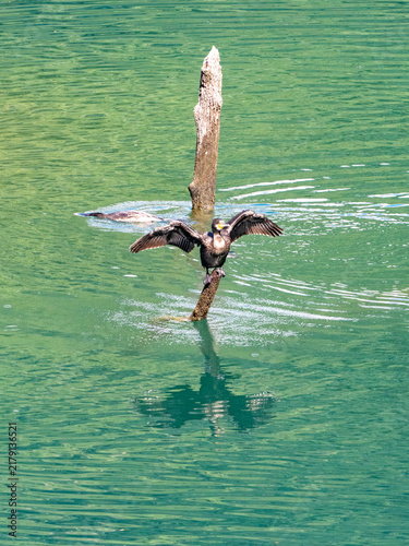 水遊びするカワウ