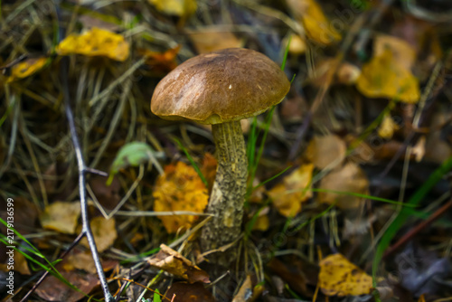 Obraz na płótnie mushroom in the forest