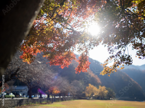 太陽と紅葉
