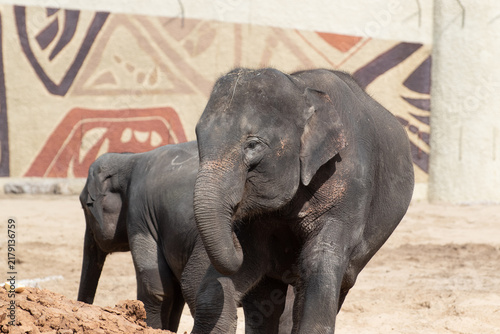 Canvas Print Asian elephants standing in outdoor zoo enclosure
