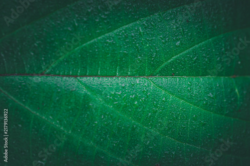 Close-Up of Fresh Green Leaf Texture for Nature Conservation Themes