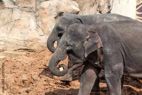 Cuadro en lienzo Asian elephant taking food with its trunk in zoo enclosure