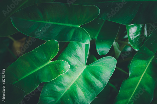 Lush Green Leaves Capturing the Essence of Nature and Conservation