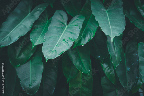 Lush Green Leaves with Water Drops in a Natural Environment