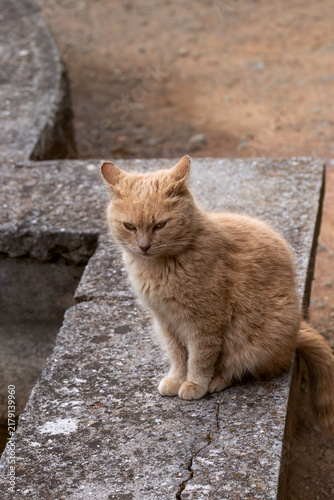 фотографія Grumpy ginger cat sitting on concrete slab with flattened ears and annoyed look
