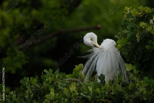 Canvas Print great egret preening feathers