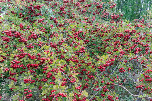 Canvastavla Crataegus monogyna