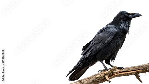 Photography Black wild crow raven bird sitting on tree branch isolated on transparent backgr