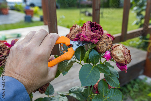 Bild auf Leinwand Hand grips tool precisely to cut stems cleanly