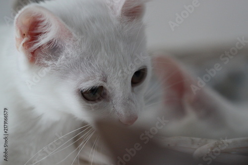 Cat on white background, cute kitten