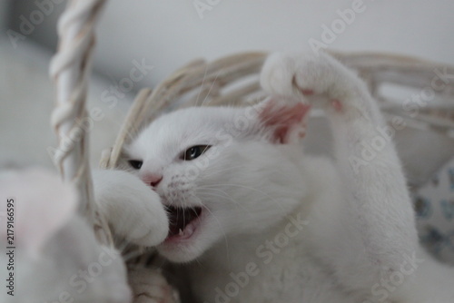 Cat on white background,  cute animal