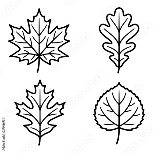 Set of four different hand drawn leaf silhouettes