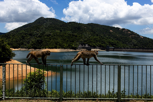 Bild auf Leinwand Monkeys walk along a fence by a water body surrounded by hills under a blue sky